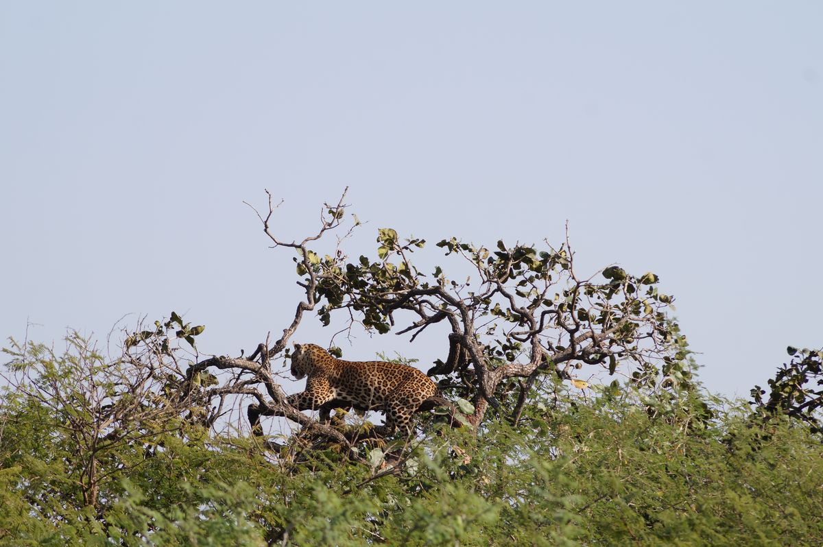 Gir Jungle Safari – view 2